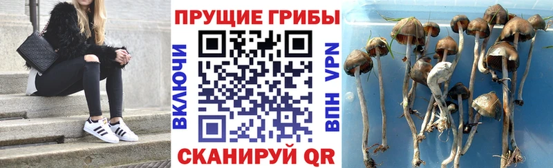 Псилоцибиновые грибы Magic Shrooms  OMG зеркало  Камышин  где можно купить  